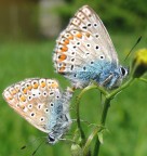 ...fase di accoppiamento.... ...fase di accoppiamento....