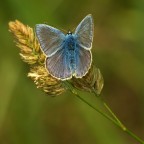 azzurra azzurra
