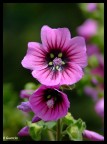 prove macro 2 prove macro 2