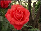 rosa rossa rosa rossa