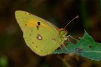 Colias crocea Colias crocea
