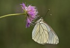 Pieride del biancospino Pieride del biancospino