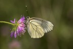 Pieride del biancospino Pieride del biancospino