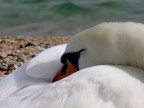 Il riposo del cigno
