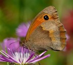 Farfalla - pink Farfalla - pink