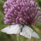 aguzza la vista aguzza la vista