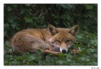 Fox Fox