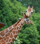 All we need is love All we need is love