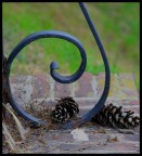 pigne color pigne color