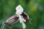 ape su fiore