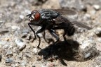 ANCHE LA MOSCA HA LA SUA OMBRA