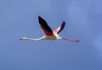 FENICOTTERO IN VOLO FENICOTTERO IN VOLO