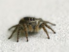 Jumping spider Jumping spider