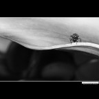 ::: SULLA CRESTA DELL'ONDA ::: ::: SULLA CRESTA DELL'ONDA :::