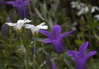 fiori fiori