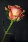 rosa rosa