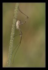 Un aracnide molto particolare, spesso scambiato per un ragno, che non .
[url=http://www.macrofotografia.net/images/stories/portfolio1200/opiliob1200.jpg]Versione a 1200px[/url]
