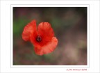 il solitario.... il solitario....