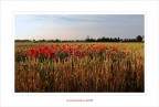 L'isolotto.... delle farfalline rosse L'isolotto.... delle farfalline rosse