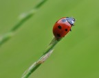 coccinella coccinella