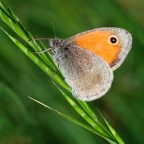 Maniola jurtina Maniola jurtina