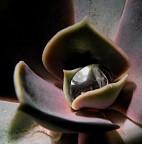 Incastonatura Incastonatura