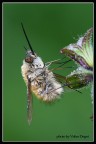 Bombylius Bombylius