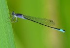 Damigella Damigella