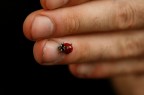 Aldo e la coccinella Aldo e la coccinella
