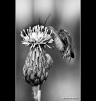 ::: OCCHIO ALLE SPALLE ::: ::: OCCHIO ALLE SPALLE :::