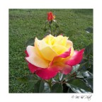 un cuore, due anime un cuore, due anime