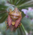 Il "puzzone" Il "puzzone"