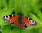 farfallina