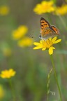 Lycaena phlaeas Lycaena phlaeas