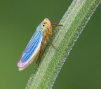 Cicadella Cicadella