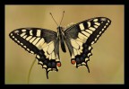Papilio macaon ad ali aperte Papilio macaon ad ali aperte