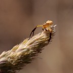 small killer