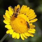 pacifica convivenza pacifica convivenza