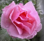 ROSA 2 ROSA 2