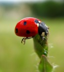 ...equilibrista.... ...equilibrista....