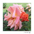 Il vecchio e il nuovo Il vecchio e il nuovo