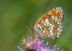 la bellezza della natura la bellezza della natura