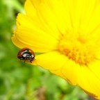 pronti...via! pronti...via!