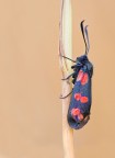 Zygaena lonicerae Zygaena lonicerae