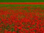 RIVISITAZIONE DI "VERSO LA STRISCIA ROSSA" RIVISITAZIONE DI "VERSO LA STRISCIA ROSSA"