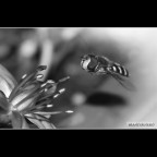 ::: PRESA AL VOLO ::: ::: PRESA AL VOLO :::