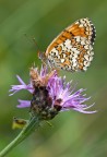 sempre su quel fiore (Melitaea) sempre su quel fiore (Melitaea)