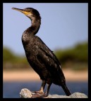 cormorano. cormorano.