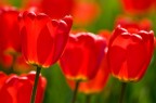 Tulipani rossi Tulipani rossi