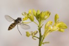 sirfide in volo sirfide in volo